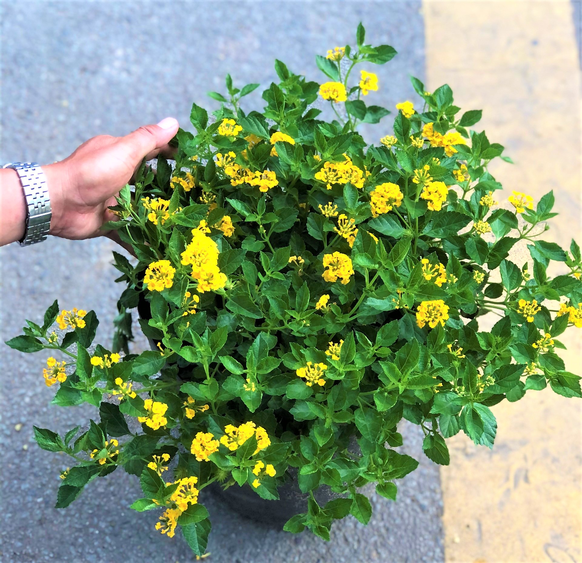 Chậu hoa ngũ sắc hoa vàng gốc to tán rộng