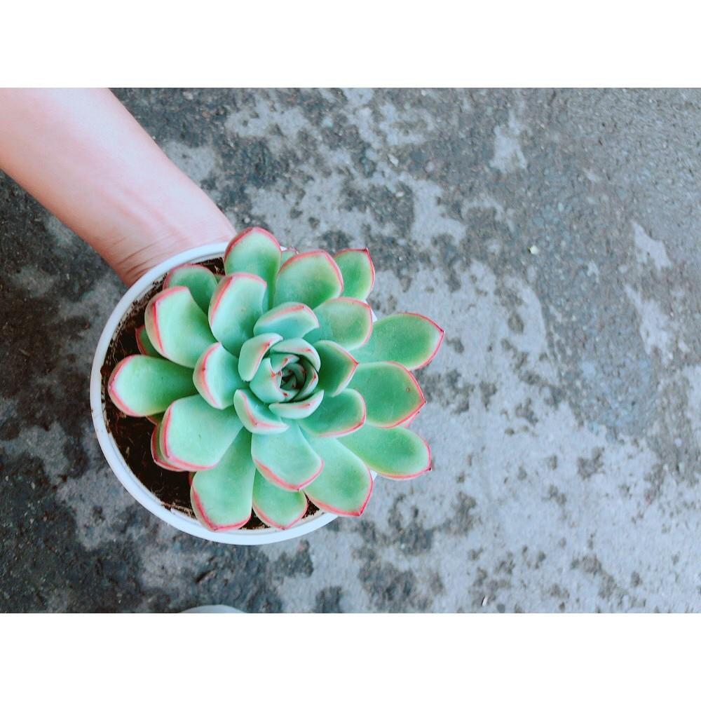 Sen Đá Viền Hồng