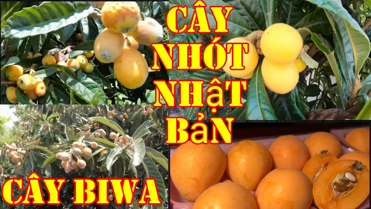 GIỐNG CÂY BIWA GIỐNG MỚI