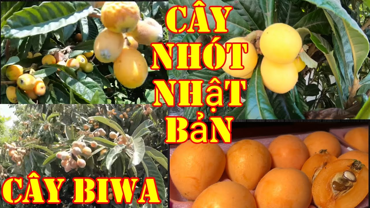 GIỐNG CÂY BIWA GIỐNG MỚI (CHUẨN GIỐNG CÂY TRỒNG) ( cây siêu sớm có bảo hành)