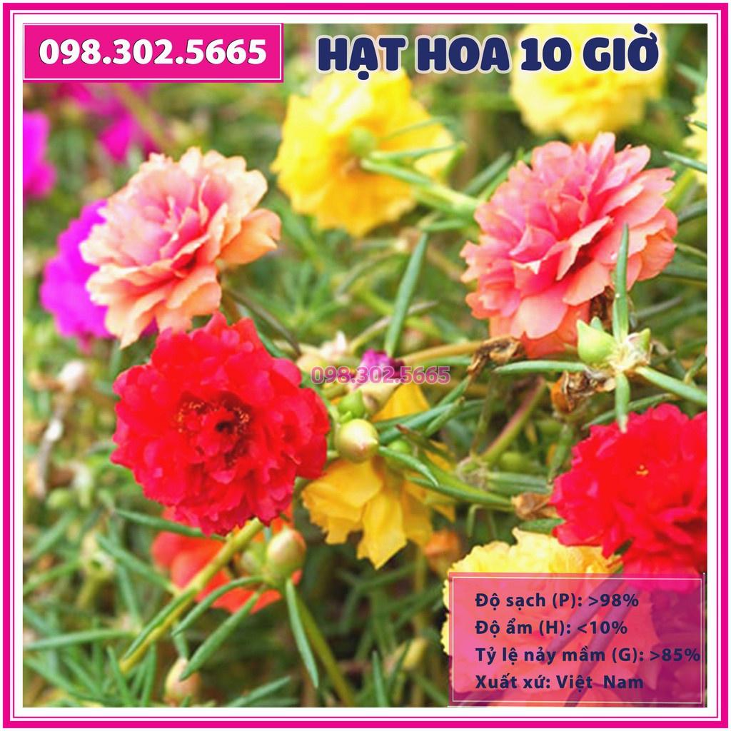 Hạt giống hoa mười giờ mix nhiều màu, hạt giống chất lượng cao, ra hoa đồng đều