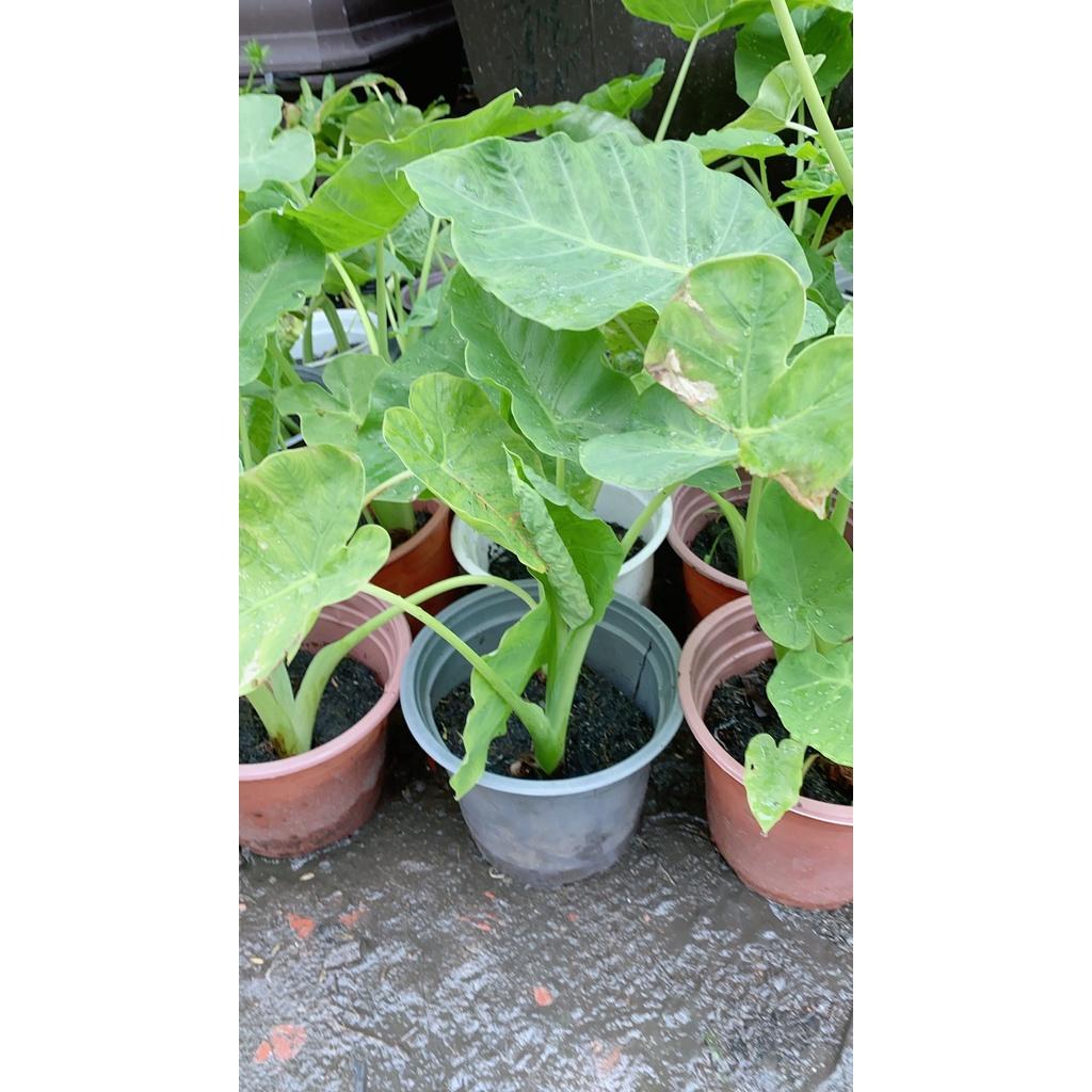 Bạc Hà Nấu Canh