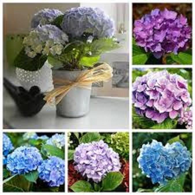 COMBO 2 CÂY HOA CẨM TÚ CẦU hoa siêu to siêu đẹp phát triển nhanh, ra hoa to đẹp