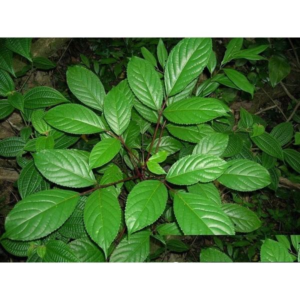 Cây nhội giống, nhội ăn lá nhiều công dụng, cây khỏe