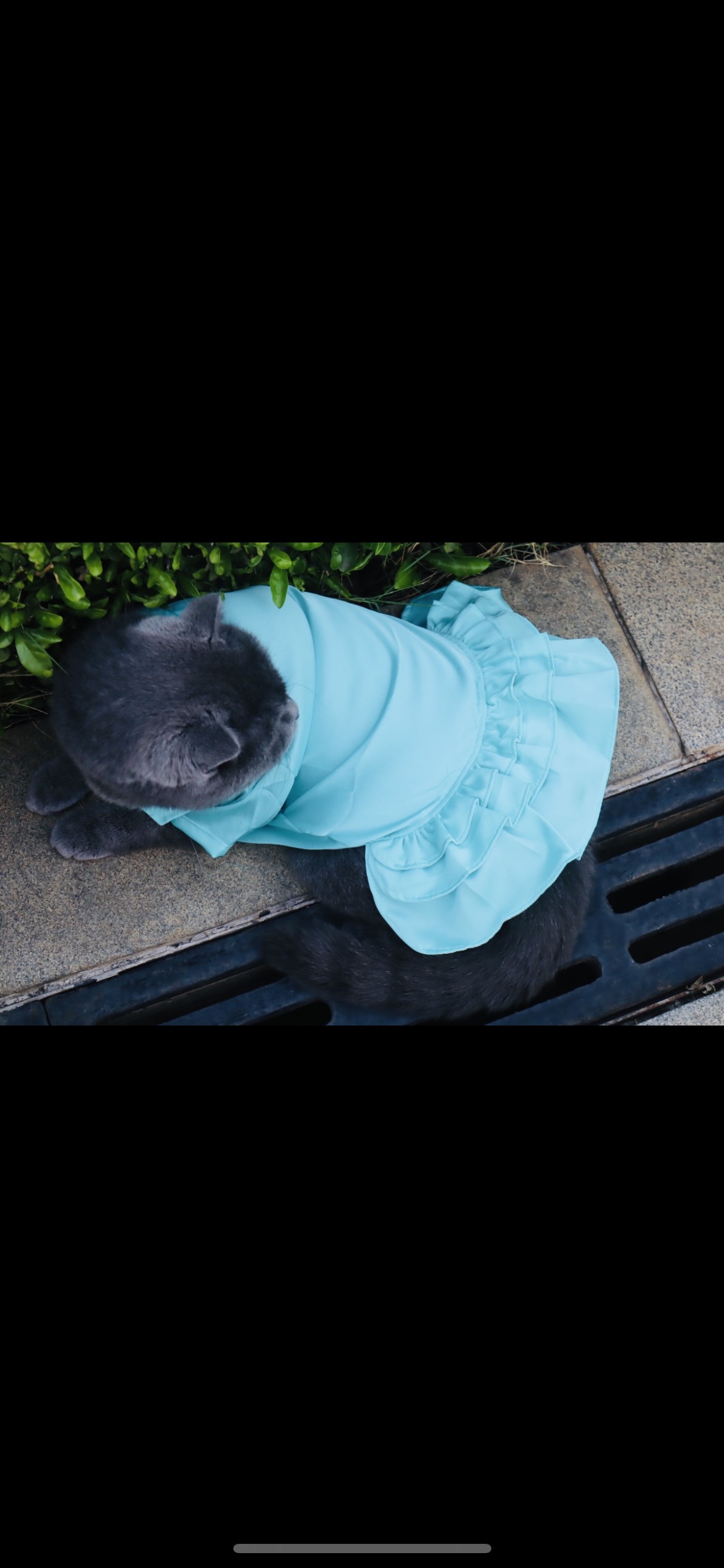 Váy công chúa màu xanh dương cao cấp  từ 1-10kg cho thú cưng chó mèo