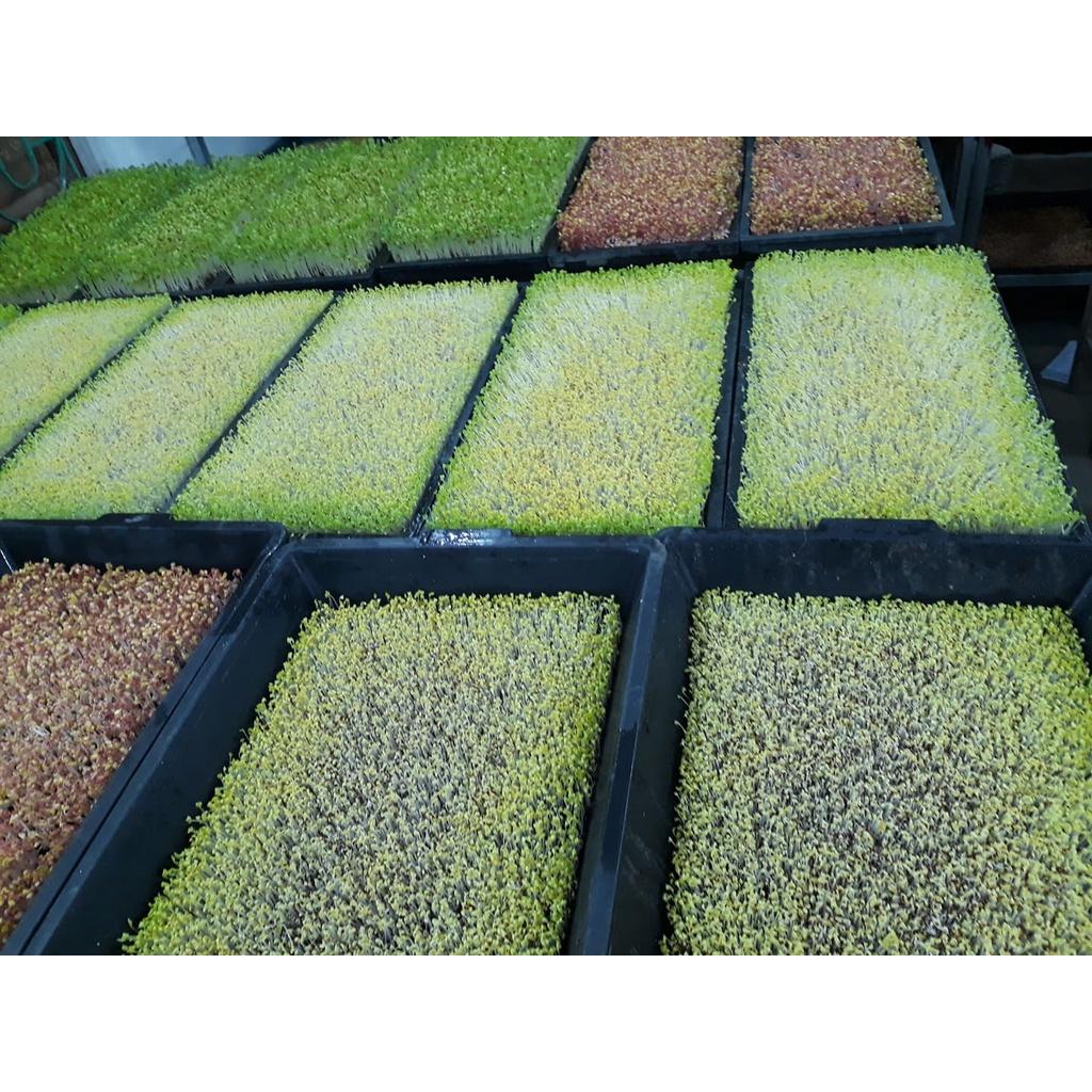 1kg Hạt Giống Rau Mầm Củ Cải Trắng Đà Lạt