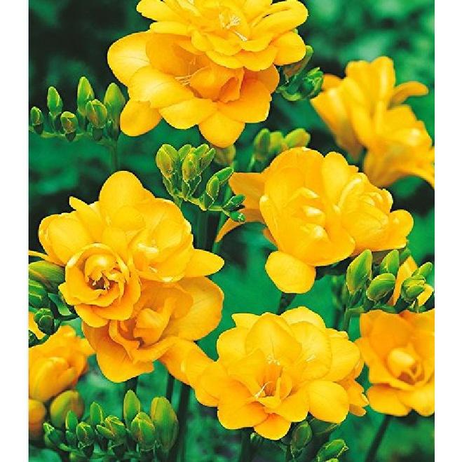 3 Củ giống hoa lan nam phi hoa màu vàng-củ tươi,có mầm sẵn,dể trồng