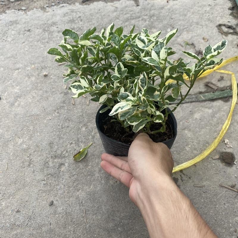 Cây cẩm thạch trồng bầu đen thích hợp trang trí decor sân vườn , tiểu cảnh