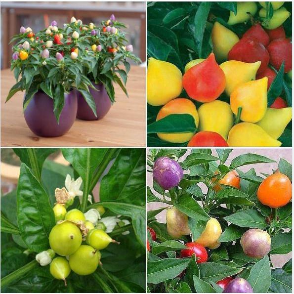 Hạt giống ớt đào tiên nhiều màu -gói 20 hạt/tặng kèm gói phân bón lót