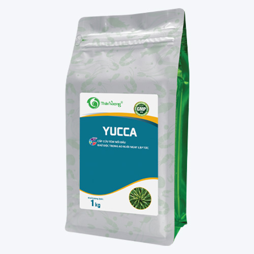 Hấp thụ khí độc ao tôm YUCCA