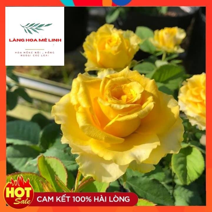 Hoa Hồng Thân Tree Shell ,MÀU VÀNG RỰC RỠ – Vẻ đẹp hấp dẫn.