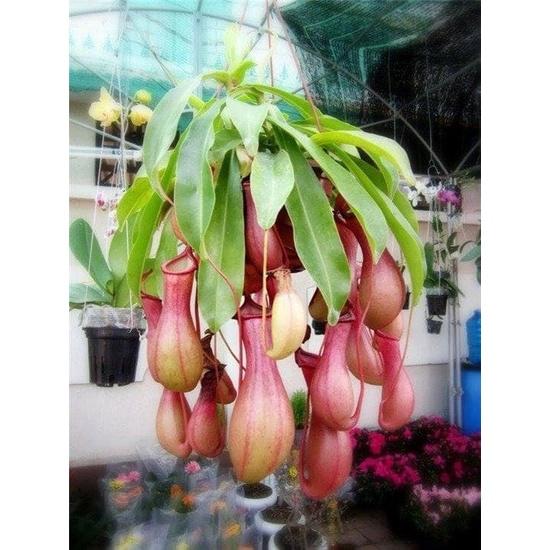 Combo 2 gói Hạt giống cây bắt mồi nắp ấm f1 - Gói 10 hạt-tặng 3 viên nén ươm hạt