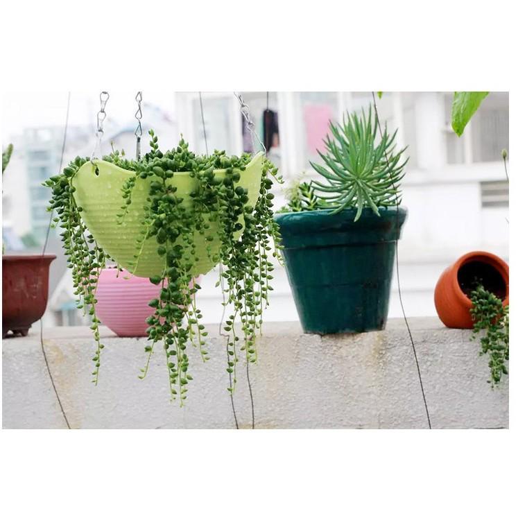 Chậu Treo Trồng Hoa - giao màu ngẫu nhiên