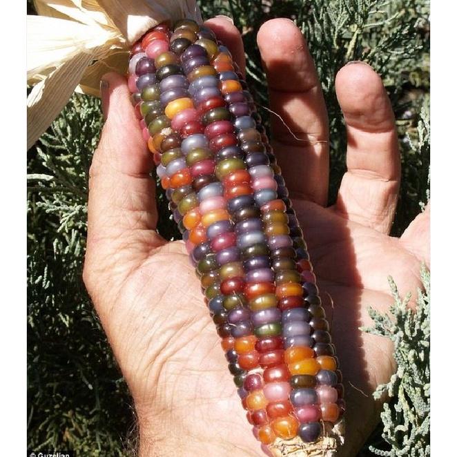 Hạt giống ngô nhiều màu  KNS3532 - Gói 30 hạt