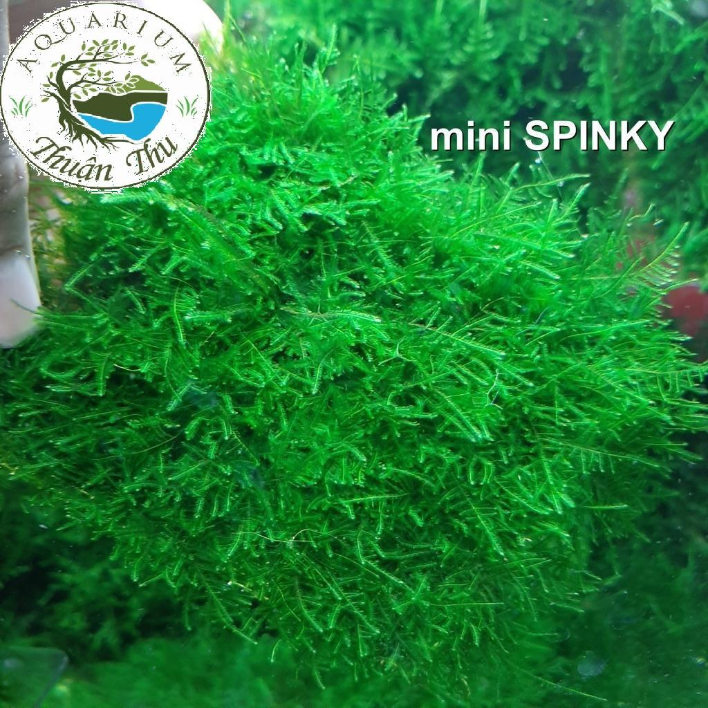 Rêu Mini Spinky (Taxiphyllum Spiky) - rêu thủy sinh đẹp dễ chăm