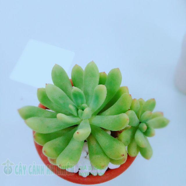 Chậu sen đá nhỏ