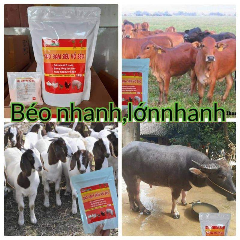 CAO ĐẠM SIÊU VỖ BÉO