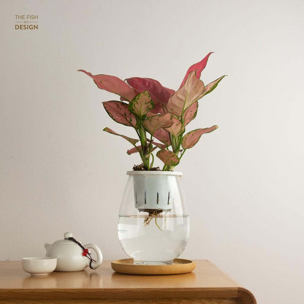 Bình cây vạn lộc hồng thủy sinh | THE FISH SIZE L