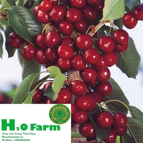 HÀNG GIỐNG CHUẨN HẠT GIỐNG CÂY CHERRY