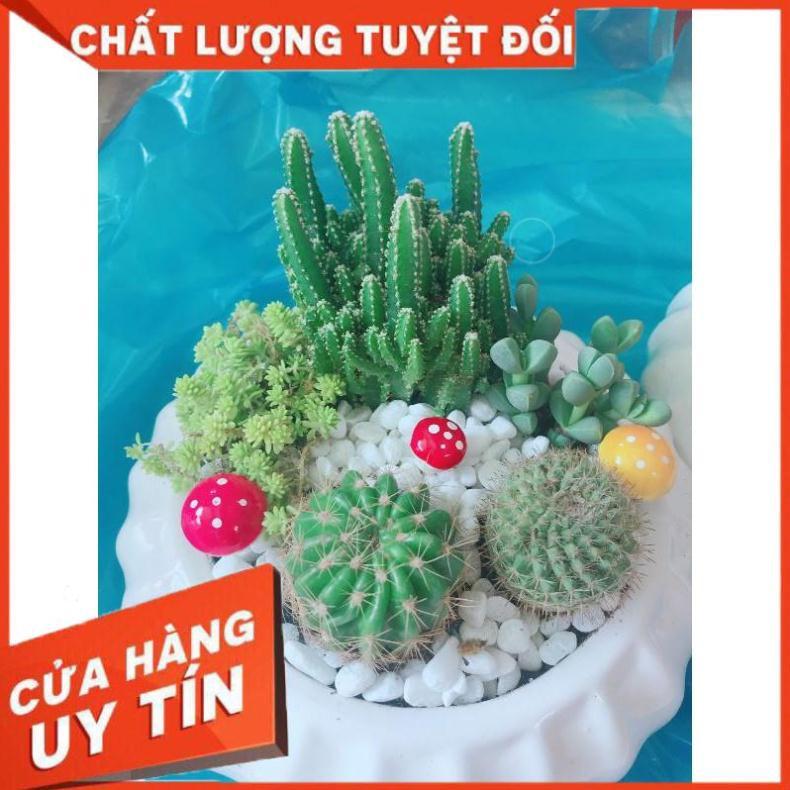 Chậu cây xương rồng mix Nhiều Người Mua