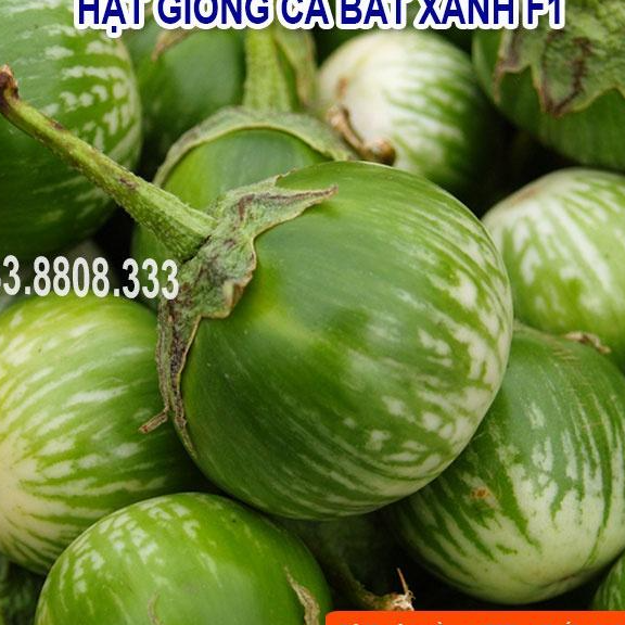 HẠT GIỐNG CÀ BÁT XANH QUẢ TRÒN - QUẢ TO ĐẸP