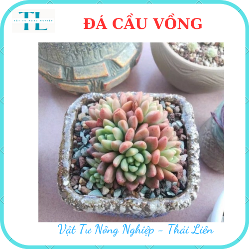 Đá Cầu Vồng- Trồng Sen Đá - Đá Mix Trộn Giá Thể, Rãi Mặt Chậu