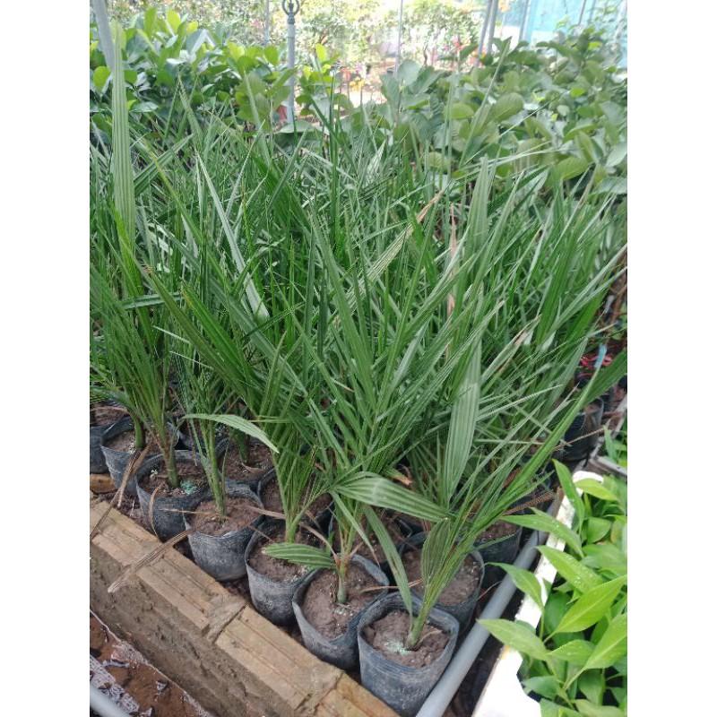 Cây trà là giống