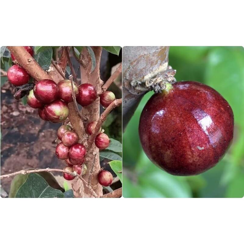 CÂY GIỐNG NHO THÂN GỖ ĐỎ 12 VỤ .