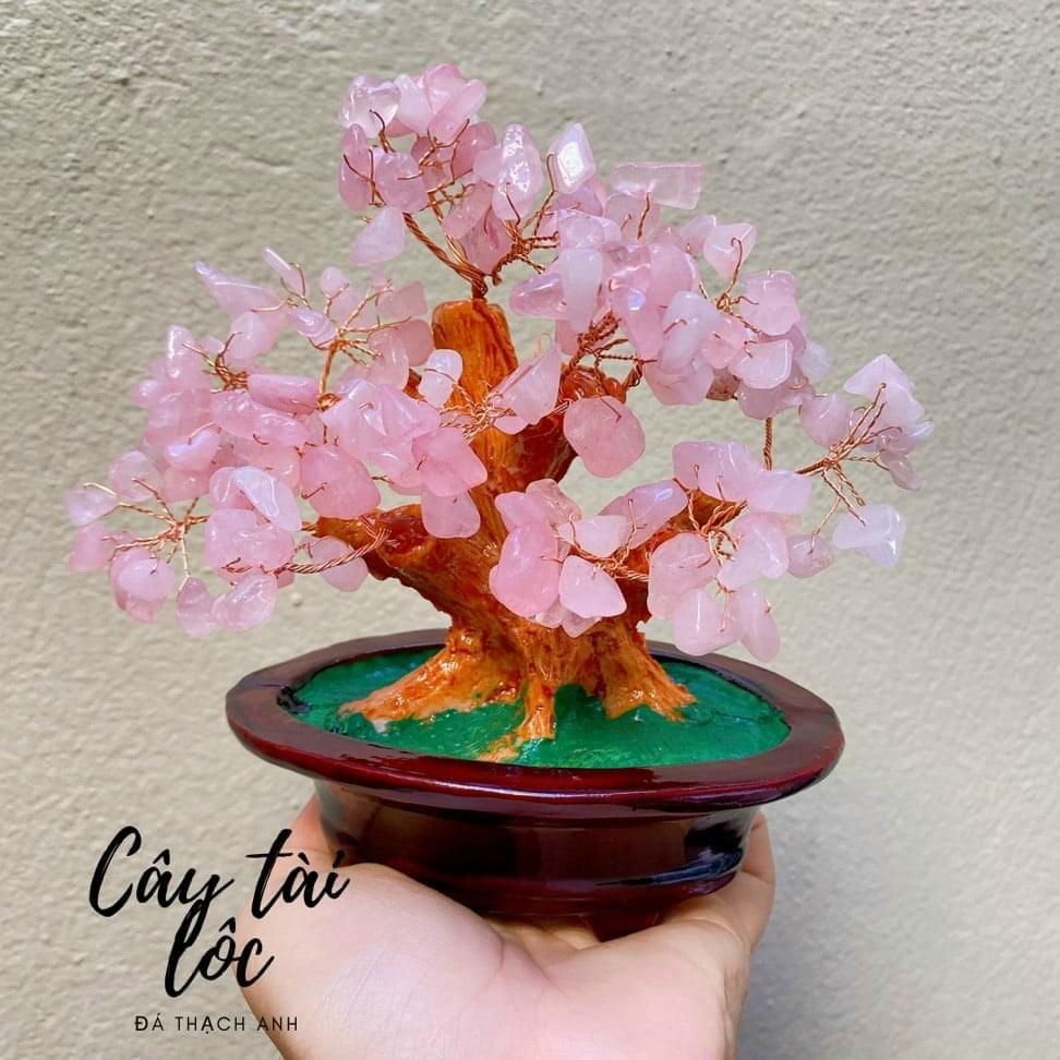 CÂY VỤN ĐÁ TÀI LỘC ĐỂ BÀN 10CM