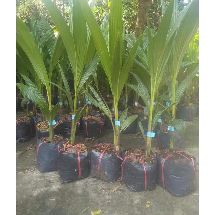 Cây giống dừa xiêm xanh ruột hồng