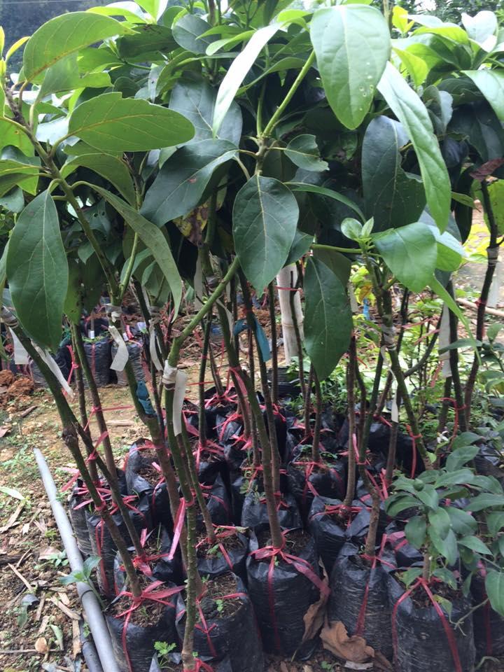 Cây giống Bơ Sáp Da Xanh