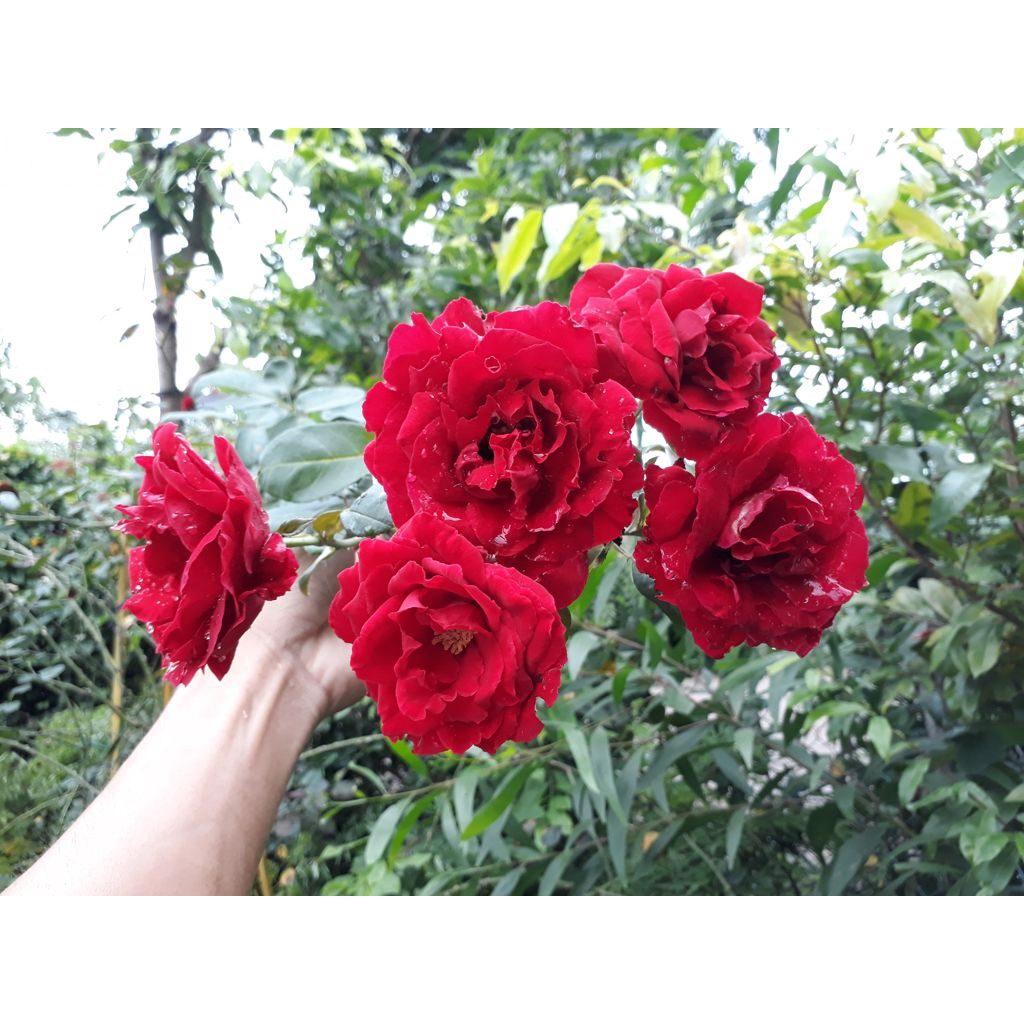 Hoa hồng leo đỏ nhung cổ Sơn La được nhiều người ưa chuộng - cây giống rễ trần