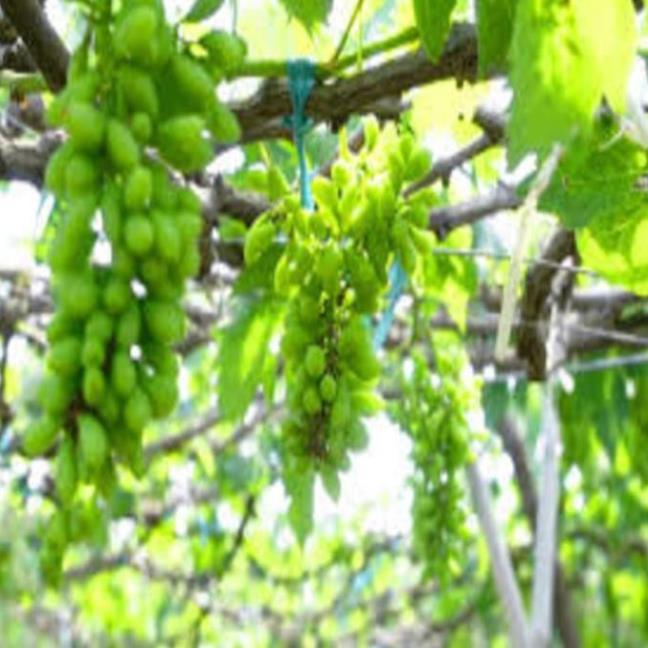 Cây giống nho xanh Ninh Thuận cây giống chuẩn cho năng suất cao