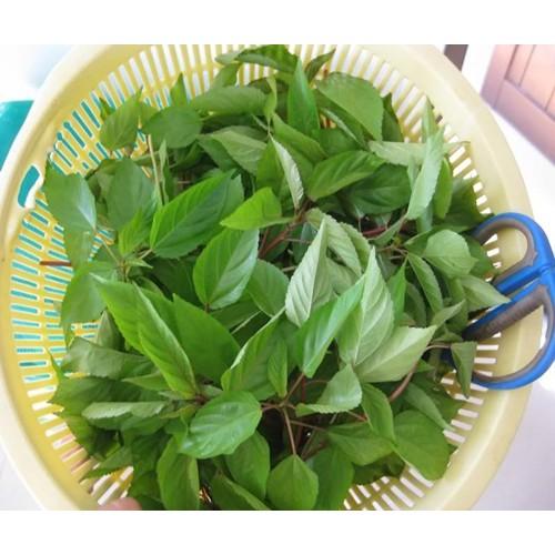 10Gr Hạt Giống Rau Đay Đỏ