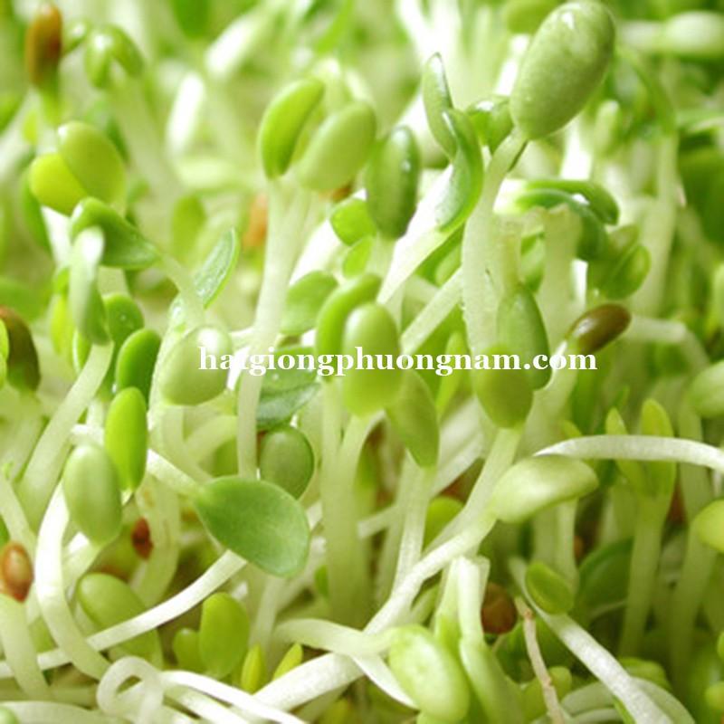1 KG - HẠT GIỐNG RAU MẦM GIÁ ĐẬU XANH