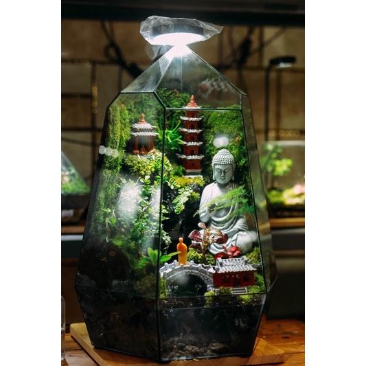Kim thuỷ tùng mini set up Terrarium-Bán Cạn