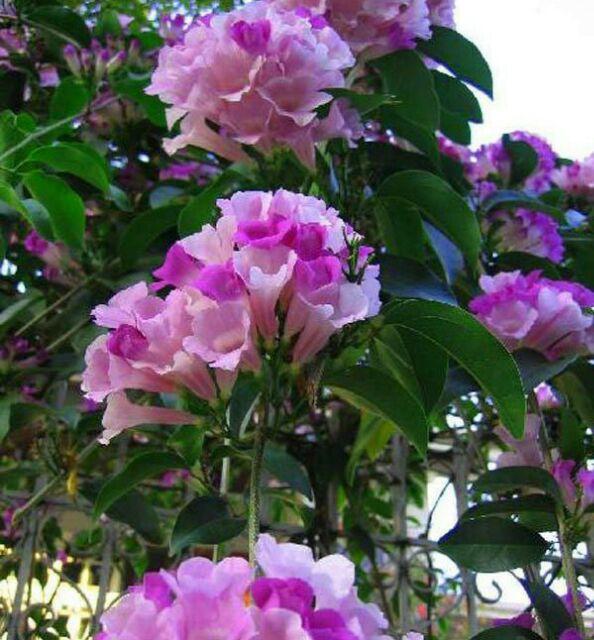 CHUẨN Cây Lan tỏi ảnh thật ở cuối