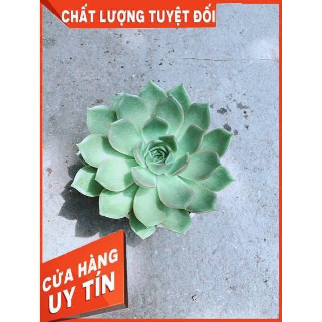 Sen Đá Xanh Cánh Cứng