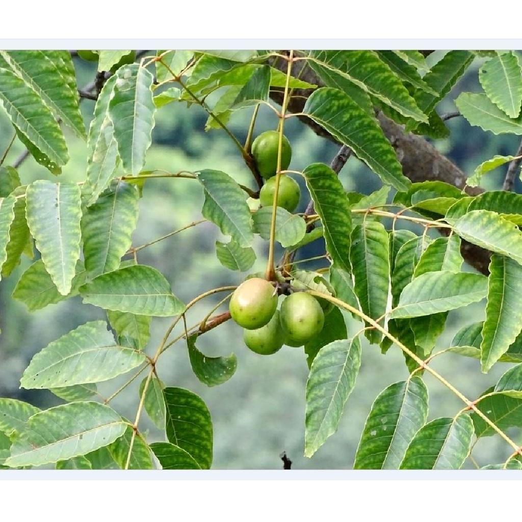 Hạt Giồng Cây xoan ta KNS3728 - Gói 30 hạt