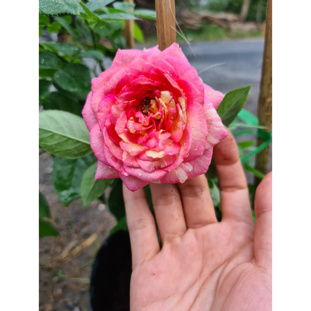 hồng BỤI Camellia size chậu C9 - giống hồng ngoại  sai hoa, hoa to và lâu tàn - CayGiongTot