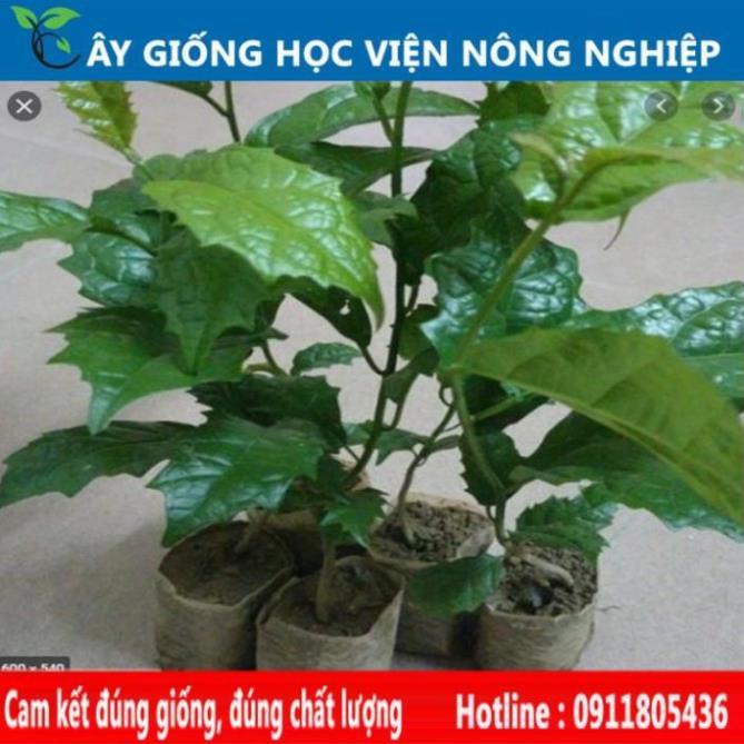 Sản phẩm Cây Ăn Trái cây xạ đen cây giống chuẩn