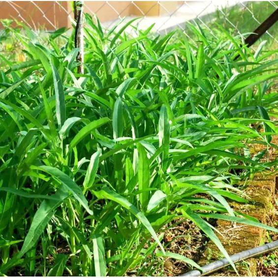 50gr hạt rau muống lá tre cao sản