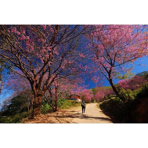 Cây mai anh đào cao 60cm