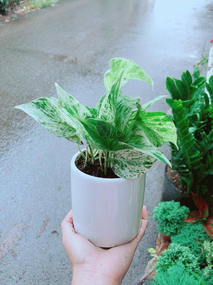 Chậu Trầu Bà Sữa