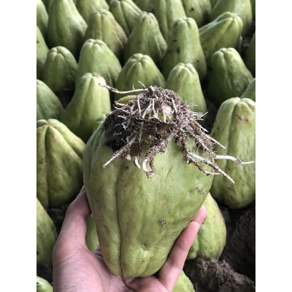 Quả su su giống dễ trồng dễ chăm sóc ít sâu bệnh.