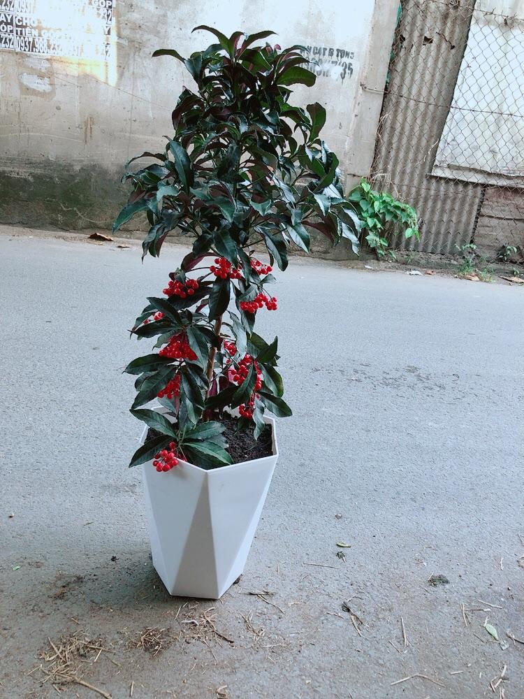 Chậu Cây Kim Ngân Lượng