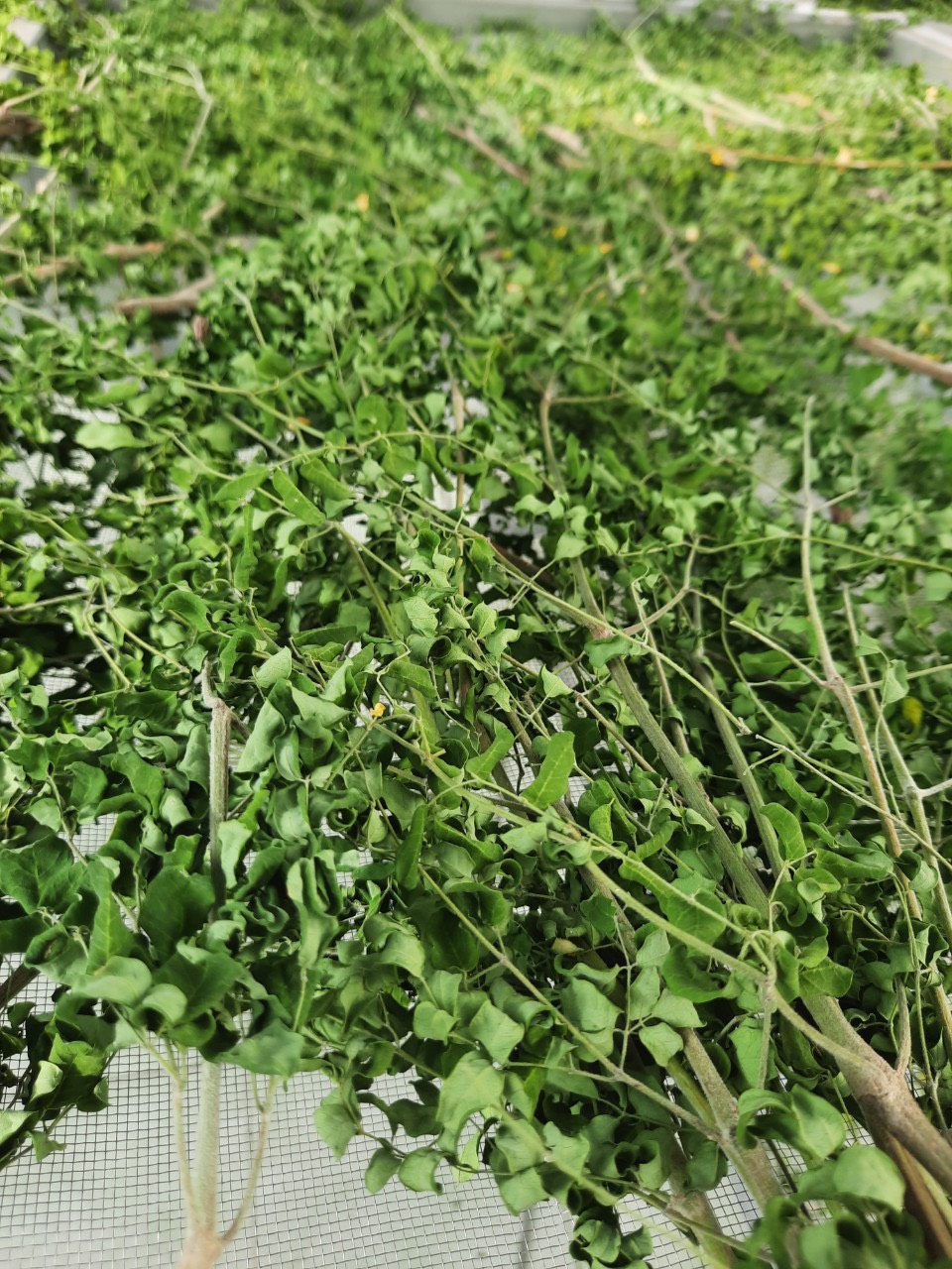 BỘT CHÙM NGÂY HERBAL FARM - 100G