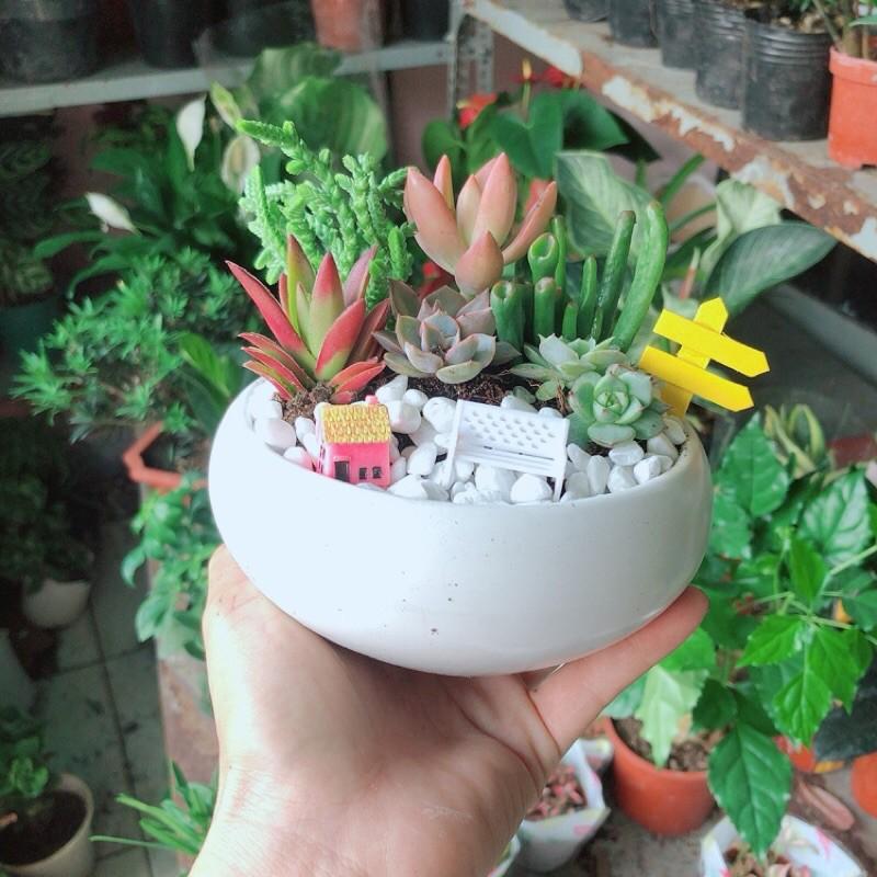 Chậu Sen Đá Tiểu Cảnh