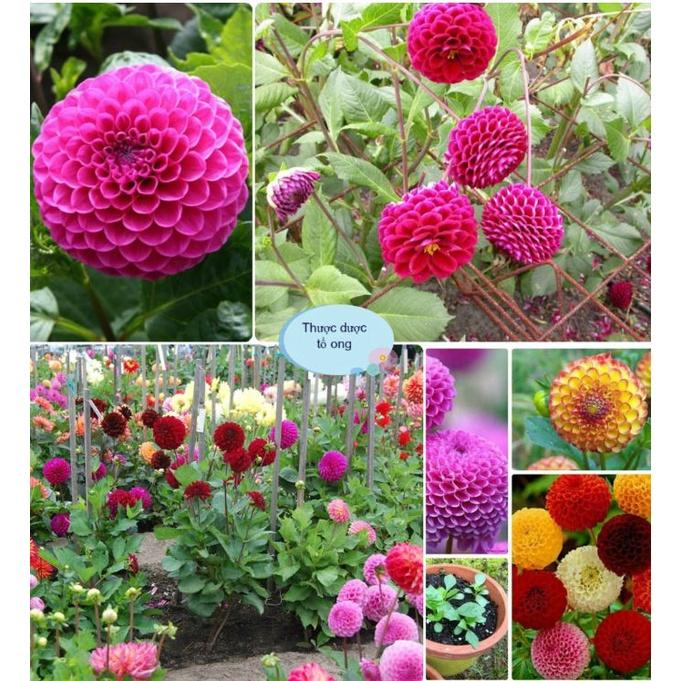 Hoa thược dược tổ ong Mix Màu - 1 gói 50 hạt