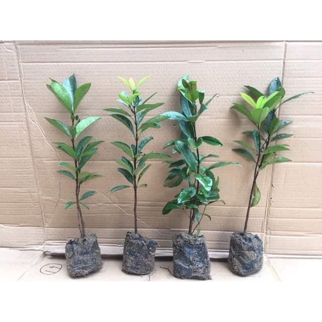 Cây cherry Brazil nhiệt đới dễ trồng chịu nhiệt tốt 1 năm ra quả